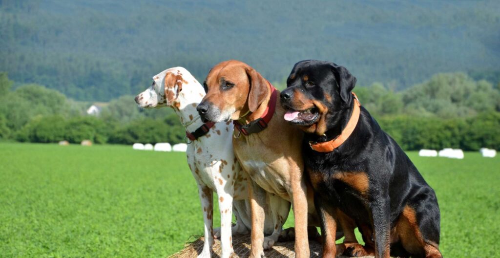 Pet Containment Systems